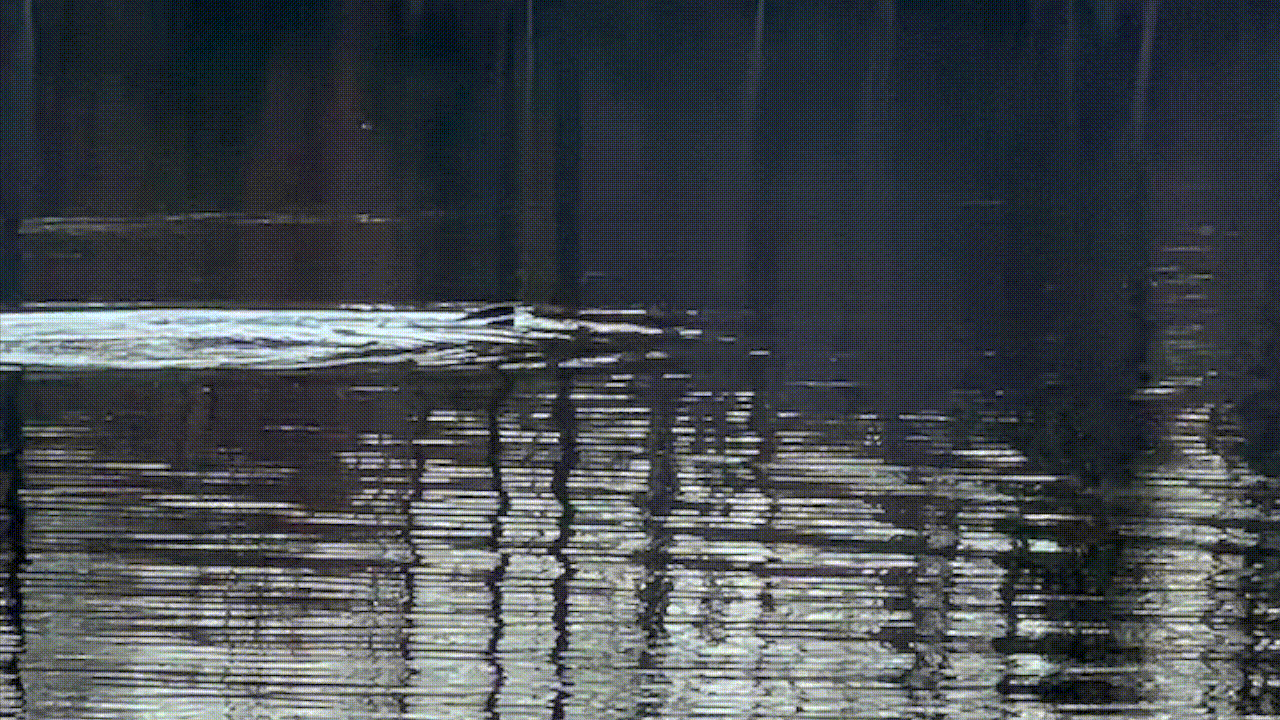 Otter diving